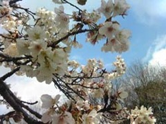 花見はいつすればいいのか？